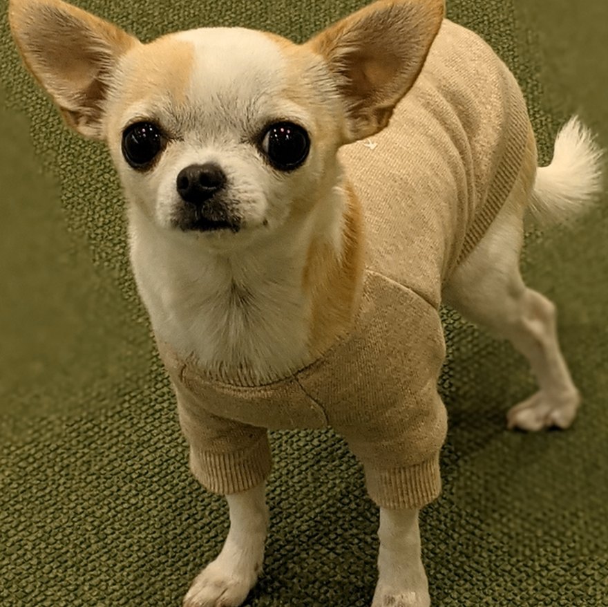 株式会社トライエッジのマスコット犬 チャイ